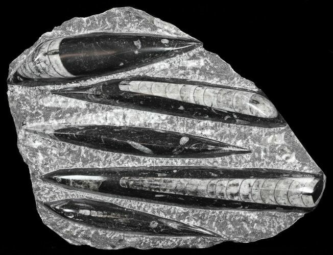 Polished Orthoceras (Cephalopod) Plate - #61516